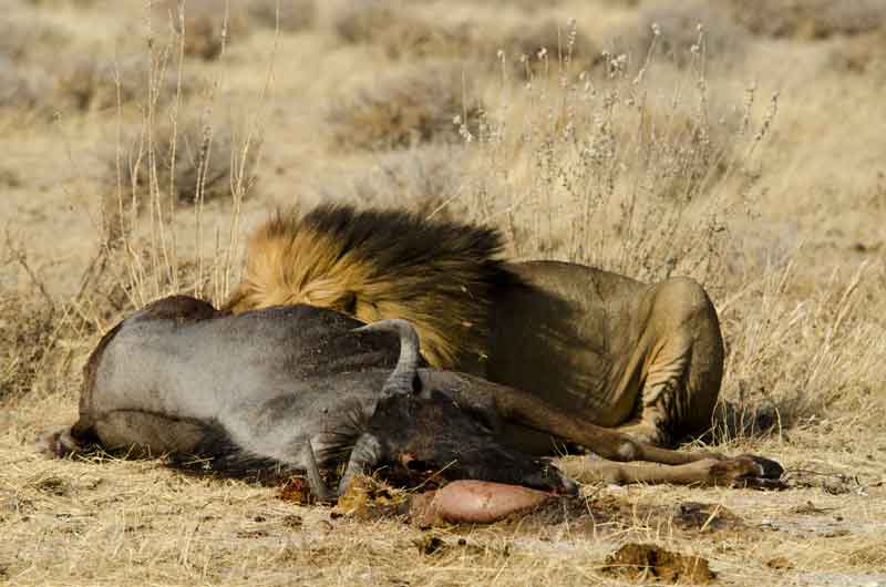 31 - Namibia - leones comiendo - parque nacional de Etosha